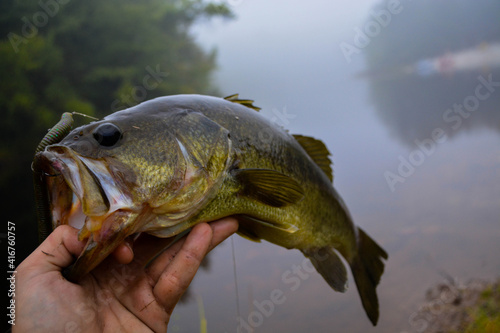 Largemouth bass catch fresh out of water, morning fog shore lake, copy space image.