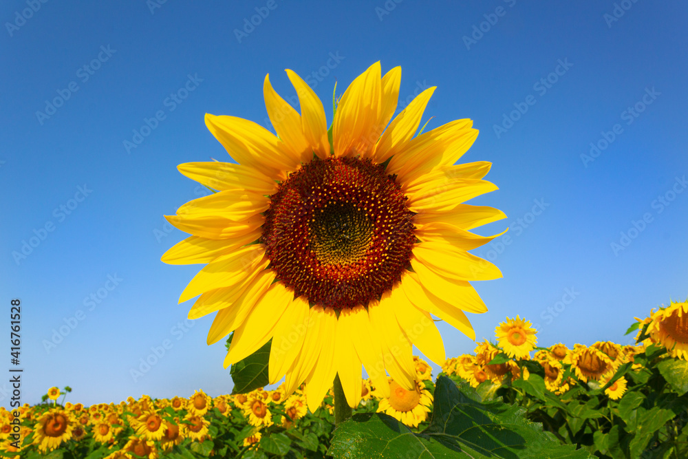 Tournesol en fleur