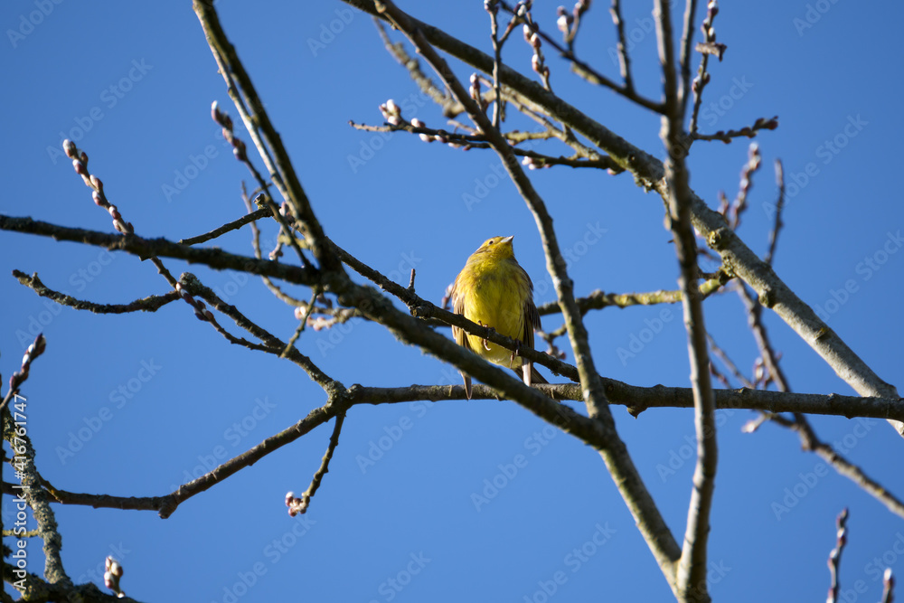 Yellowhammer (Emberiza citrinella) enjoying the winter sunshine