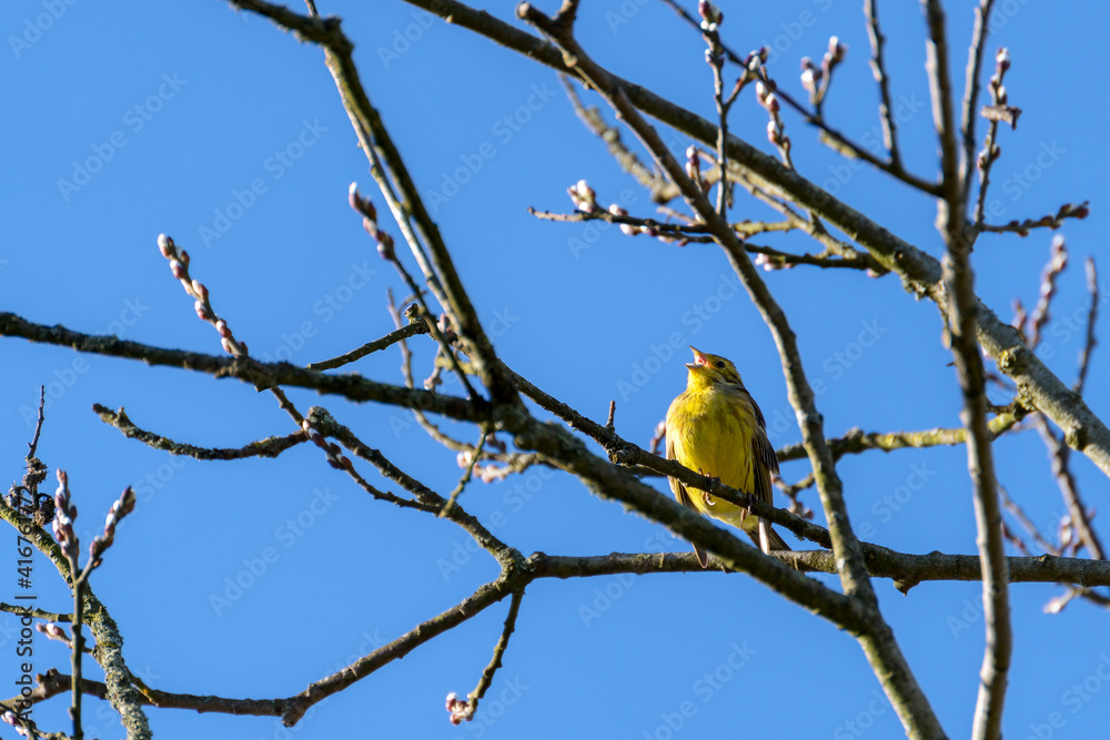 Yellowhammer (Emberiza citrinella) enjoying the winter sunshine Yellowhammer (Emberiza citrinella) enjoying the winter sunshine