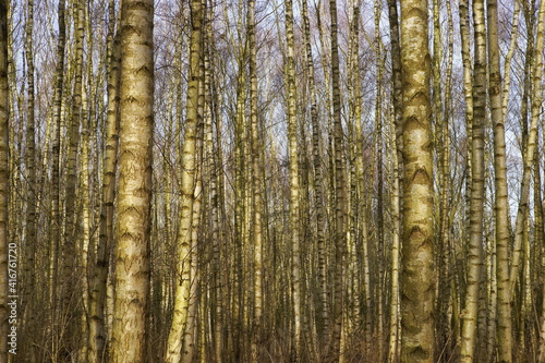 Fototapeta Naklejka Na Ścianę i Meble -  Birch forest in the morning
