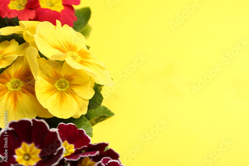 Beautiful primula (primrose) plants with colorful flowers on yellow background, space for text. Spring blossom