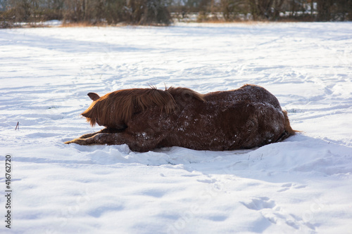 Das braune Pferd wälzt im verschneiten Feld und freut sich dem Schnee