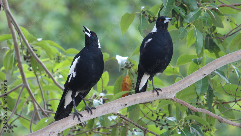 Fototapeta premium Two Australian Magpies perched on a branch