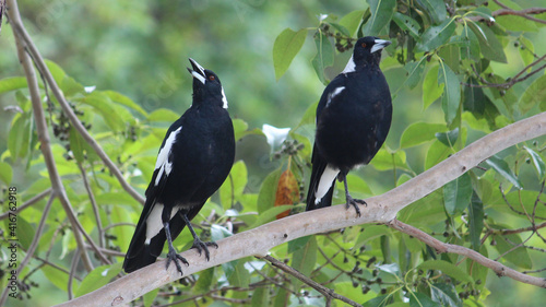 Two Australian Magpies perched on a branch