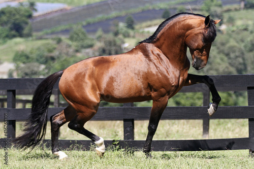 horses in freedom