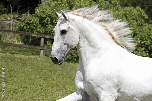 horses in freedom