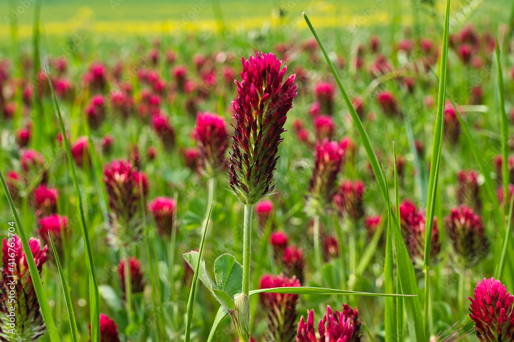 bunte Frühlingswiese Frühlingsblumen auf der Wiese im Frühling bunte Frühlingswiese Frühlingsblumen auf der Wiese im Frühling