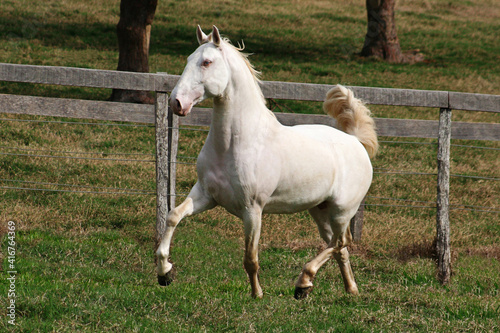 horses in freedom