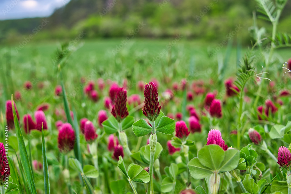 bunte Frühlingswiese Frühlingsblumen auf der Wiese im Frühling bunte Frühlingswiese Frühlingsblumen auf der Wiese im Frühling