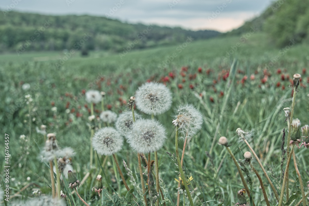 bunte Frühlingswiese Frühlingsblumen auf der Wiese im Frühling bunte Frühlingswiese Frühlingsblumen auf der Wiese im Frühling