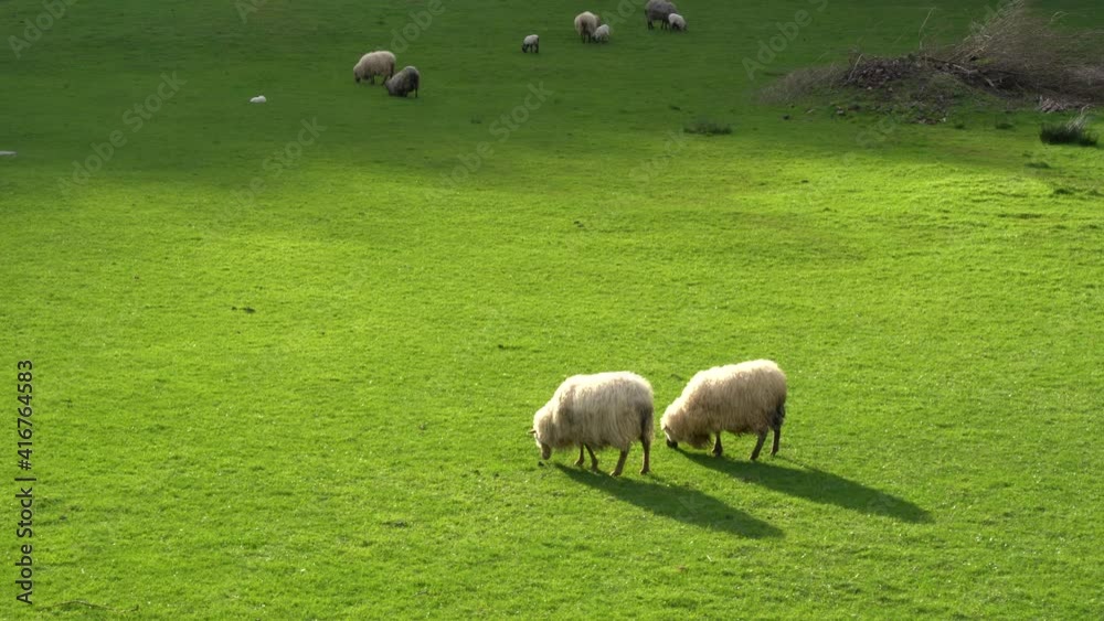 sheeps grazing in a farm sheeps grazing in a farm