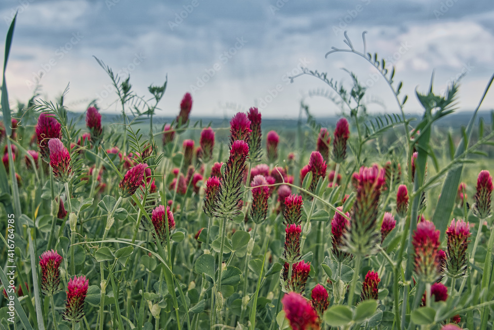 bunte Frühlingswiese Frühlingsblumen auf der Wiese im Frühling bunte Frühlingswiese Frühlingsblumen auf der Wiese im Frühling