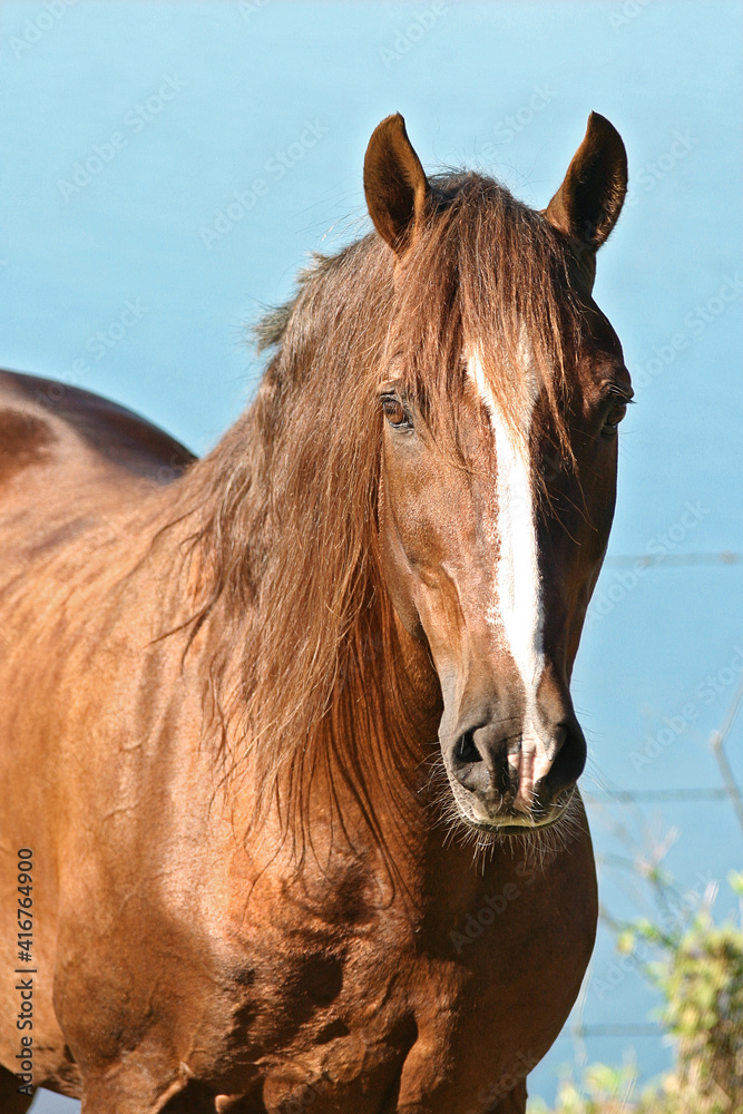 horses in freedom horses in freedom