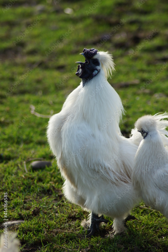 Fototapeta premium SONY DSC