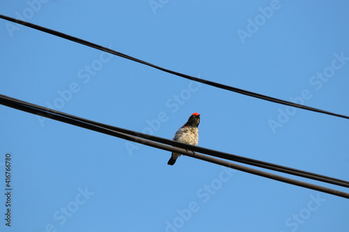 Scarlet-backed Flowerpecker cute bird holding on electric wire blue sky background