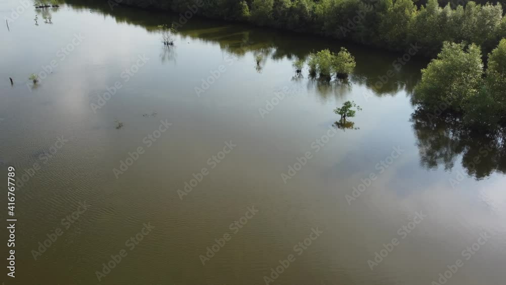 Young mangrove tree reflect in calm water Young mangrove tree reflect in calm water