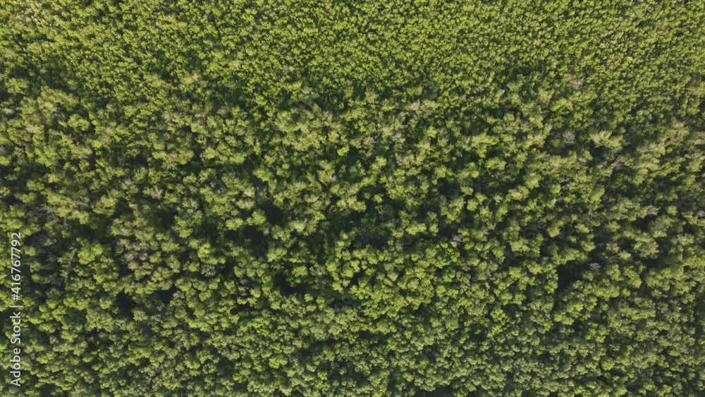 Drone view green scenery mangrove tree forest