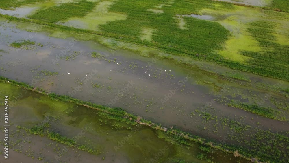 Drone shot view reflection sky on water of paddy field Drone shot view reflection sky on water of paddy field