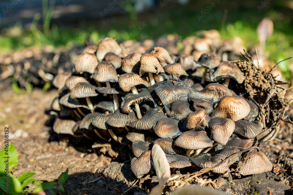 Group of tiny brown mushrooms growing in the autumn forest under the sunlight. Fungus at its natural seasonal environment. Mushrooms macro on moss. Blurred green and dark background Group of tiny brown mushrooms growing in the autumn forest under the sunlight. Fungus at its natural seasonal environment. Mushrooms macro on moss. Blurred green and dark background