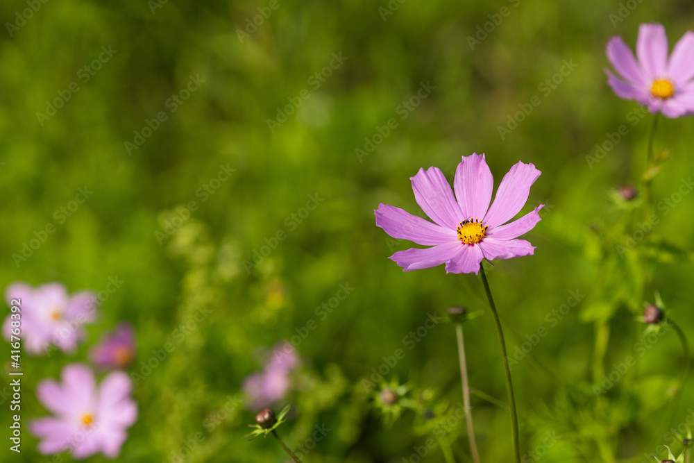 purple flower on a background of green blurred foliage purple flower on a background of green blurred foliage
