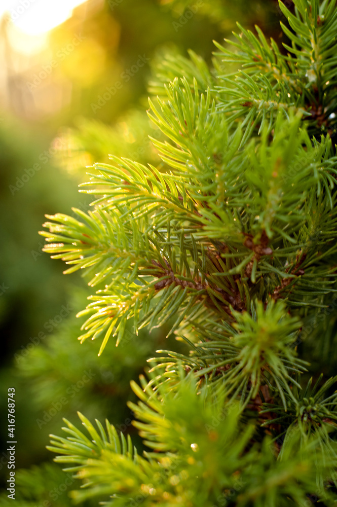 close up of yang pine needles close up of yang pine needles