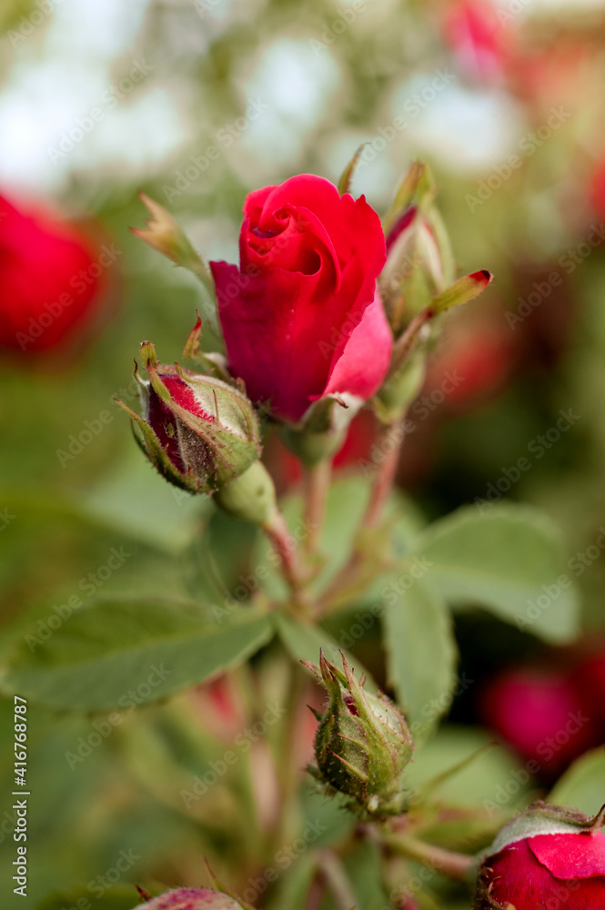 Obraz premium red rose in garden