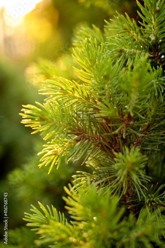 close up of yang pine needles