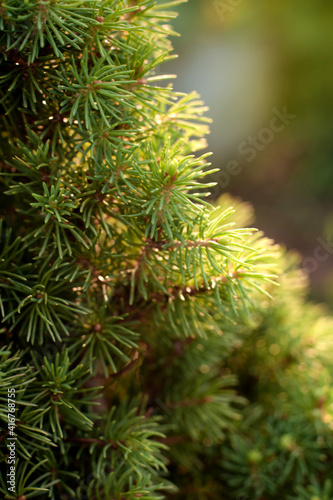 yang pine needles