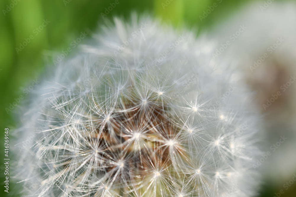 たんぽぽの綿毛