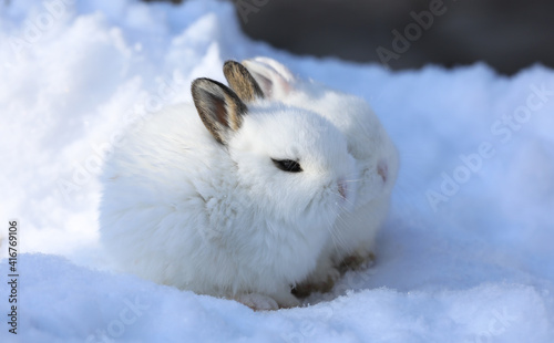 two white cute Easter bunny in the snow