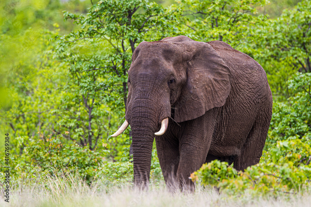 African elephant bull approaching the road.