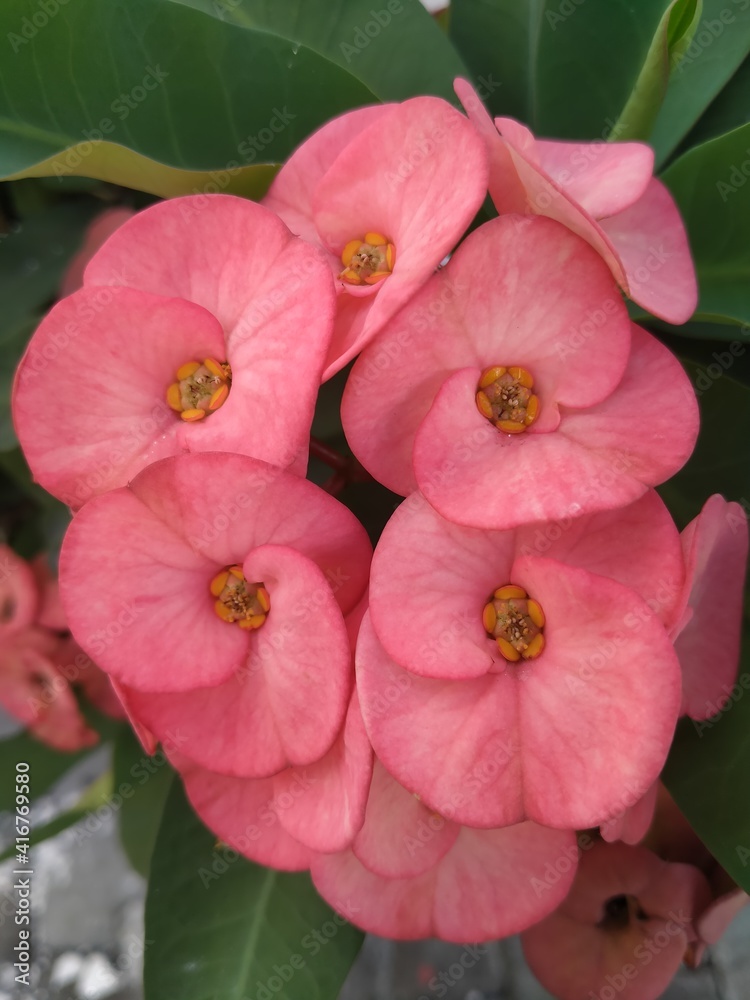 Obraz premium pink and white flower