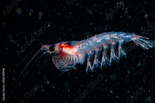 Krill drifting underwater in the St. Lawrence River in Canada