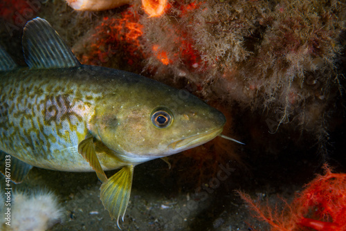 Greenland Cod underwater in the St. Lawrence River in Canada