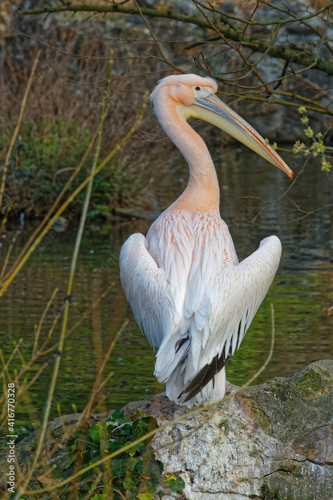 LYON, FRANCE, February 24, 2021 : Pelicans in the morning light of their pond, Parc de la Tete d'Or, in city center. LYON, FRANCE, February 24, 2021 : Pelicans in the morning light of their pond, Parc de la Tete d'Or, in city center.