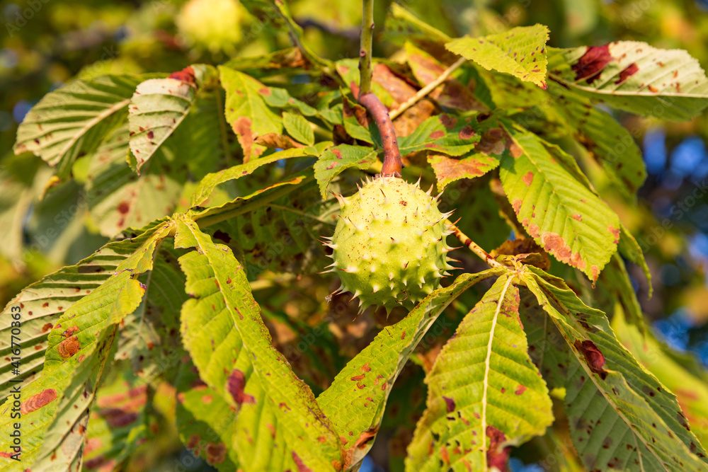 Kastanie im Herbst Kastanie im Herbst