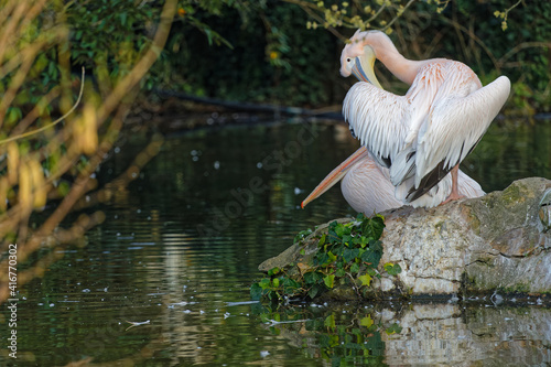 LYON, FRANCE, February 24, 2021 : Pelicans in the morning light of their pond, Parc de la Tete d'Or, in city center. photo