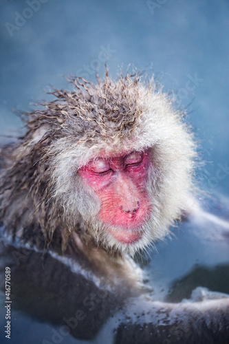  Japanese macaque taking a relaxing bath in a hot spring