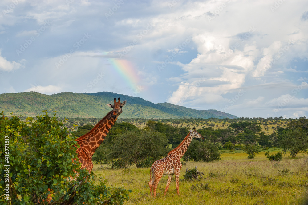 Fototapeta premium Masai Giraffes - Giraffa camelopardalis tippelskirchii against a arainbow background at Tsavo National Park, Kenya