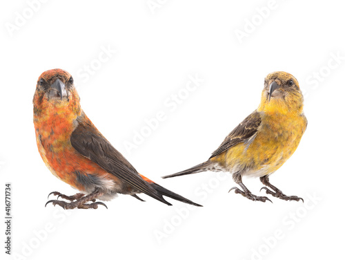  female and male crossbill isolated on white background, studio shot © fotomaster