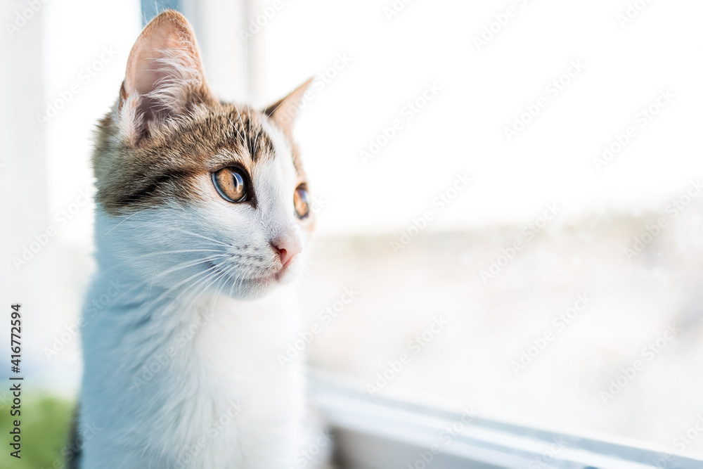 pensive cat looking out the window