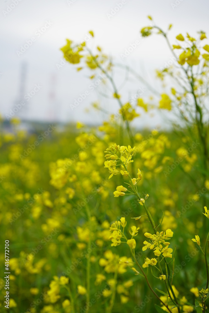 菜の花 菜の花