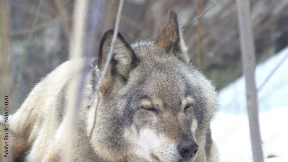 wolf falls asleep in the snow wolf falls asleep in the snow