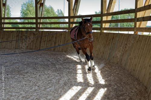 Cuadro en lienzo Horse during longeing training in roofed round pen arena