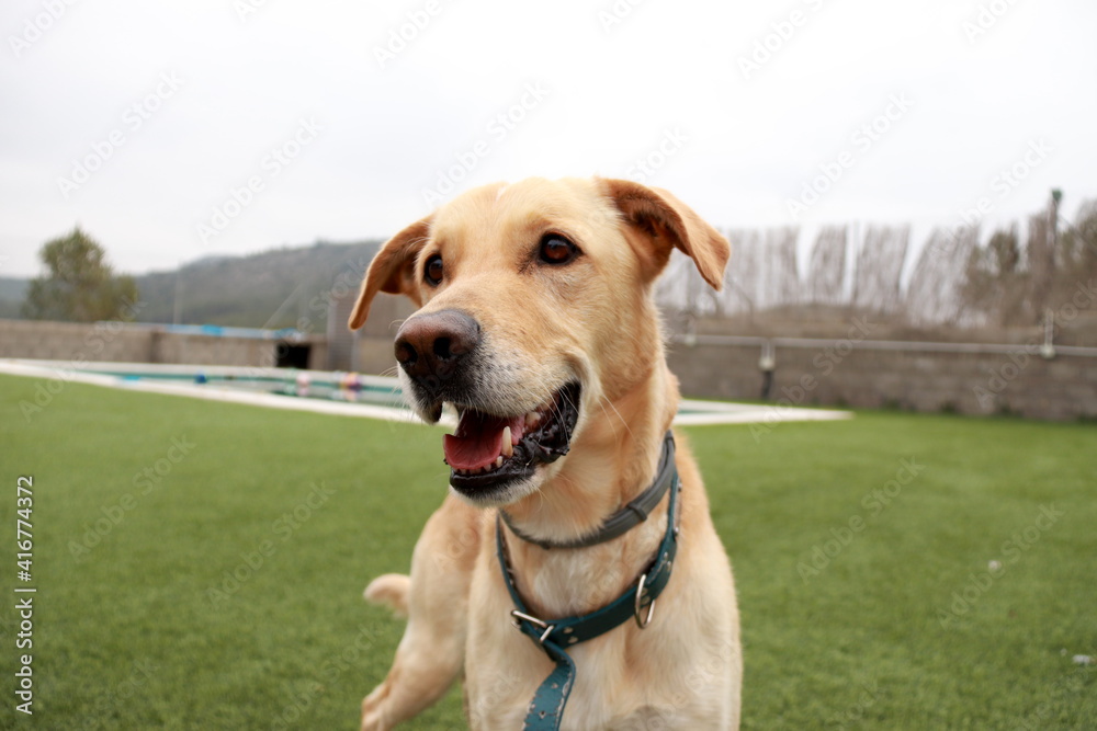 Perro feliz sonriendo y atento