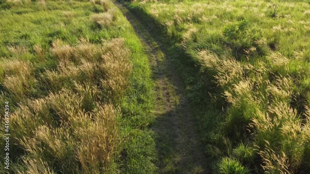 Aerial look down small road grow with couch grass in evening Aerial look down small road grow with couch grass in evening