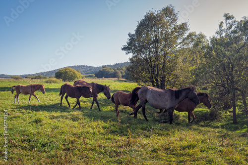 Herd of horses walking together in mountains area.