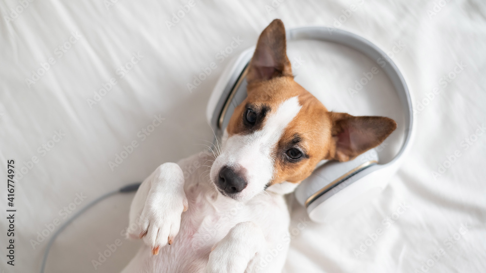 Cute dog jack russell terrier lies on his back on the bed and listens to music on headphones. Cute dog jack russell terrier lies on his back on the bed and listens to music on headphones.