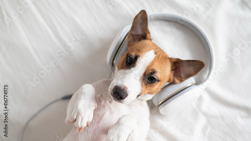 Cute dog jack russell terrier lies on his back on the bed and listens to music on headphones. © Михаил Решетников